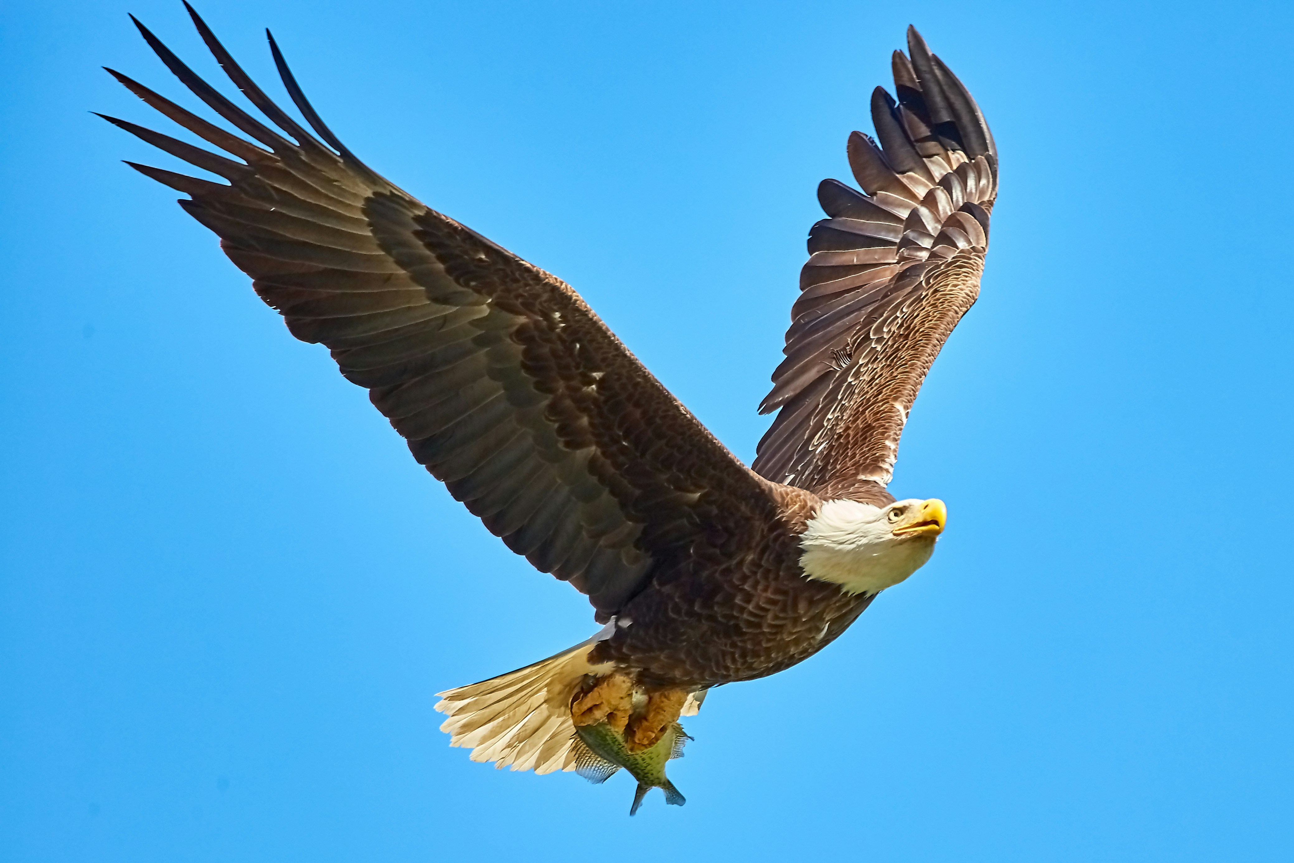 Eagle Logo